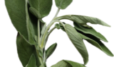 Salbei Salbei